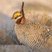 Lesser Prairie-Chicken